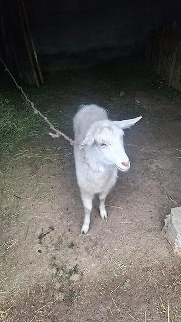 Үй жаныбарлары: Сатам | Эчки (ургаачы) | Көбөйтүү үчүн — 5