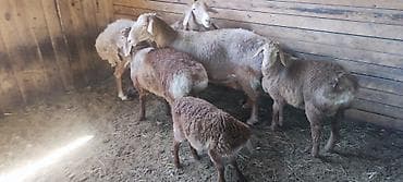 животные купить: Продаю | Овца (самка) | Для разведения | Матка — 4
