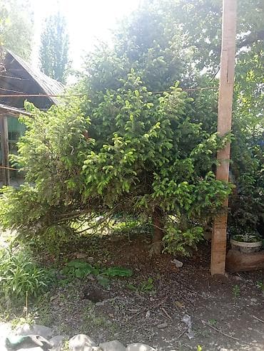 газон для мини футбольного поля: Ель декоративная (садовый хвойный куст/дерево) - Порода: ель (Picea) — 2