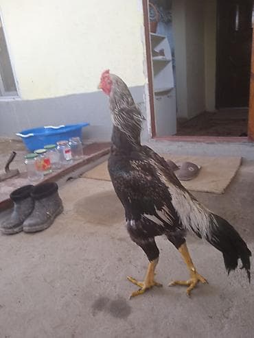 А/ч жаныбарларын сатам: Сатам | Короздор | Көбөйтүү үчүн — 3