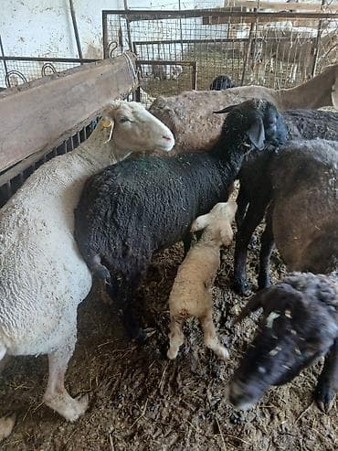 Продаю | Овца (самка) | Для разведения | Матка