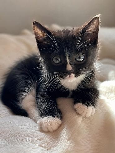 scottish fold: 2 месяца, Мальчик, Биколор, Приучена к лотку, С прививками — 1
