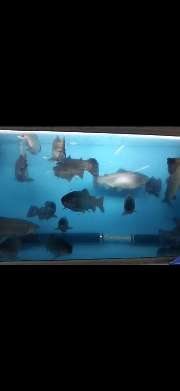 продажа рыбы: Форель, вяленая, копчёная, охлаждённая, живая Магазин Рыбак Улица — 5