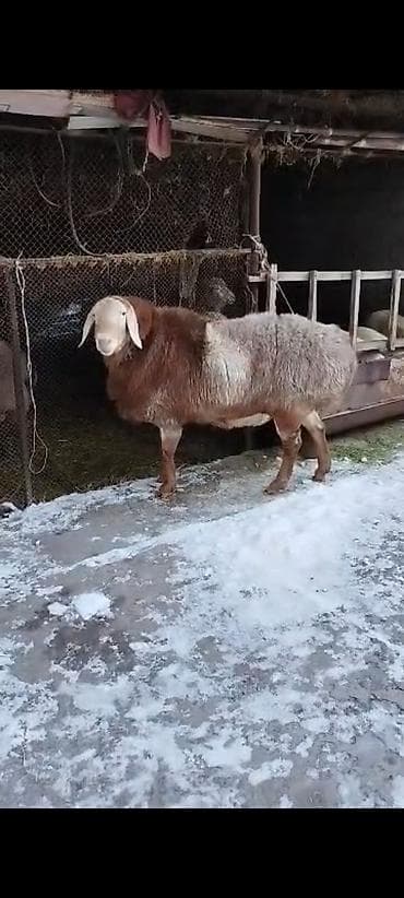 арашанские овцы: Продаю | Баран (самец) | Арашан | Для разведения | Племенные — 4