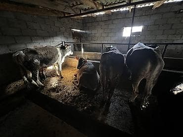 стригальная машинка для стрижки овец: Продаю | Тёлка | На откорм, На забой, Для разведения | Привязанные — 5