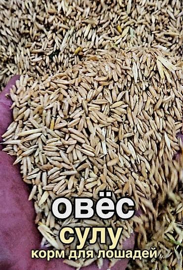 баа: Овёс. Сулу. Сорт "Самсон" без шелухи. Лучший корм для лошадей. Можно — 1