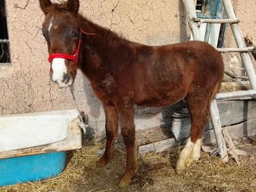 продажа щенков немецкой овчарки с документами в бишкеке: Сатам | Тай | Жумушка — 1