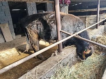 эркек ит: Сатам | Бука (эркек), Кунаажын | Алатоолук | Бордоп семиртүү үчүн, Союуга, Көбөйтүү үчүн | Асыл тукумдуу, Жасалма уруктандырылган — 9