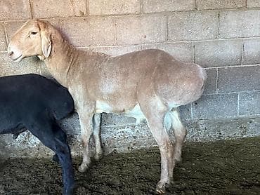 бычок бычки: Продаю | Овца (самка) | Арашан | Для разведения | Матка — 9