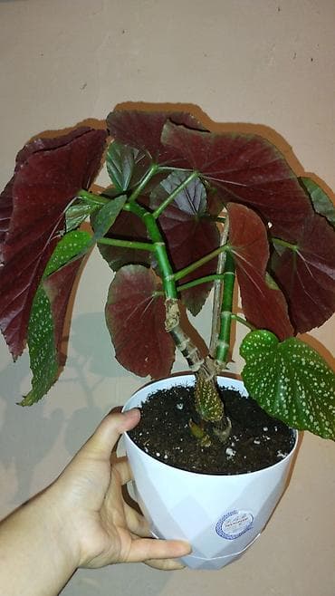 Бегонии: Бегония «Тамая» (Begonia maculata) в горшке - Декоративно-лиственное — 2