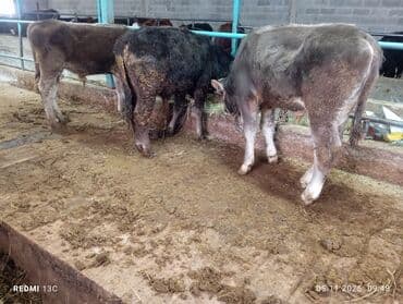 щенки французского бульдога купить: Продаю | Бык (самец) | Швицкая | На откорм, Для разведения | Искусственник — 1