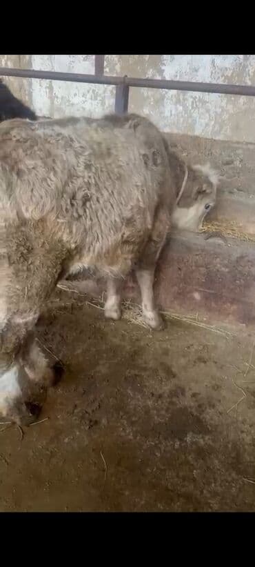 кормовая соль для животных: Продаю | Тёлка | На откорм | Привязанные — 7