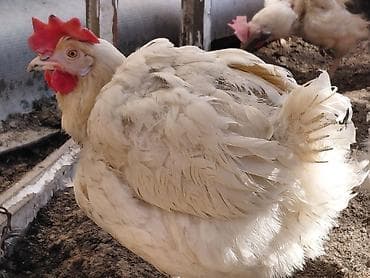 клетки для кур несушки: Продаю | Куры | Домашняя | Для разведения — 4