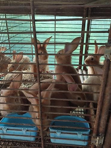 куплю крольчат: Продаю | Крольчата | Для разведения | Племенные — 1