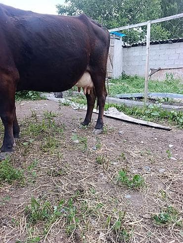 питбуль в караколе: Продаю | Корова (самка) | Для молока | Стельные — 7