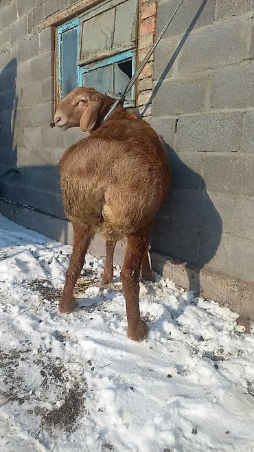 кролик калифорницы: Продаю | Овца (самка) | Для разведения | Котные — 3