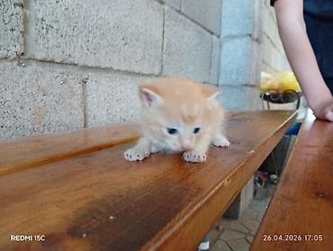 Продажа кошек: Беспородная, 1 месяц, Мальчик, Рыжий — 1