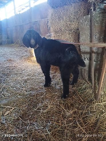 Грызуны: Продаю | Козлёнок | Для разведения — 1