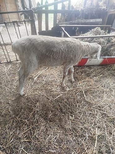 эркек ит ош: Сатам | Ургаачы кой (ургаачы) | Көбөйтүү үчүн | Ургаачы — 9