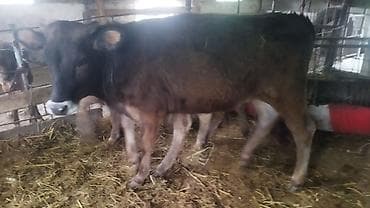 продажа попугаев: Продаю | Бык (самец) | На откорм — 9