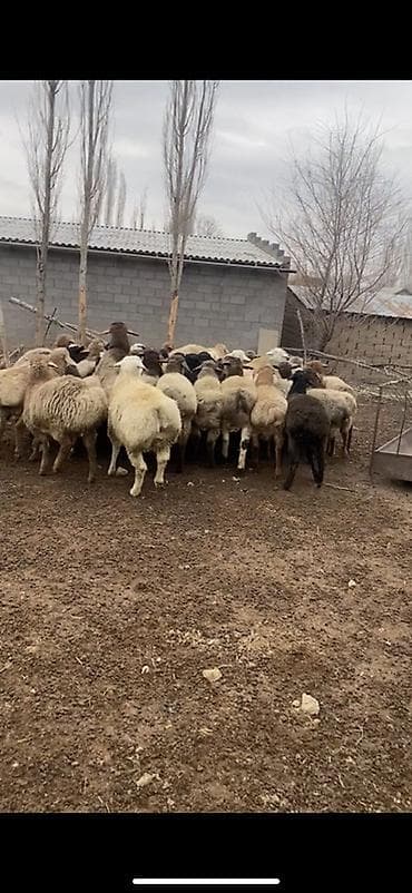 цена лабрадора: Продаю | Овца (самка) | Полукровка | Для разведения | Племенные — 3