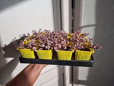 целексия: Кализия-Детки!!!Живые горшочные растения – стелющийся — 3