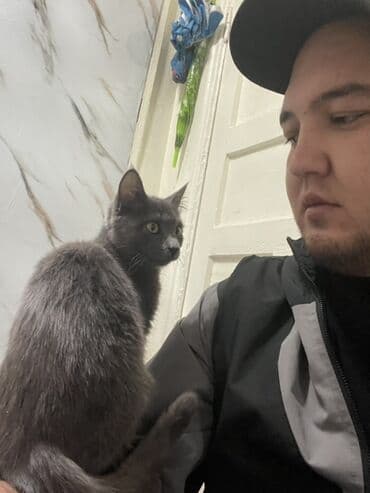 шотландская вислоухая кошка: Кошка даром: Беспородная, Девочка, Приучена к лотку — 2