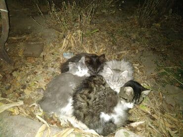 щенок отдам даром: Котята в добрые руки — 1