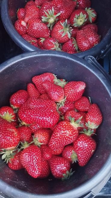 молоко коровье: Клубника — 3