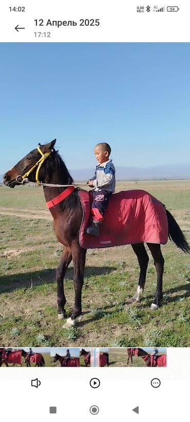 седло для осла: Продаю | Жеребенок | Английская | Конный спорт — 4