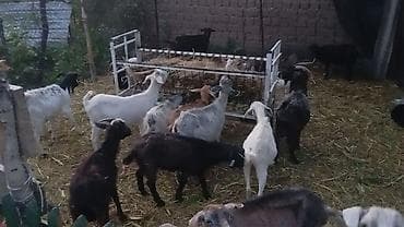 собаки рынок в бишкеке цены: Продаю | Коза (самка), Козёл (самец), Козлёнок | Полукровка, Зааненская | На забой, Для разведения, Для молока | Племенные — 1