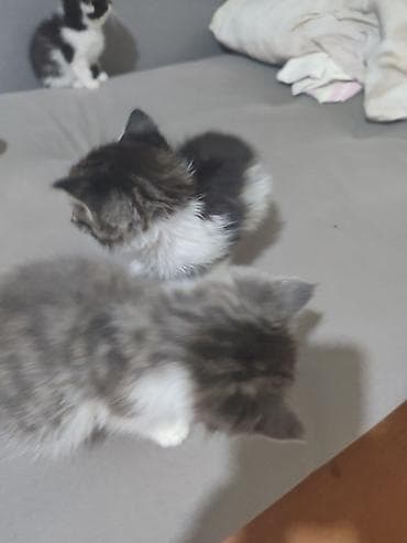 кара балта кошки: Пушистые котята с длинной шерстью, окрасы: серо-белый, черно-белый — 3