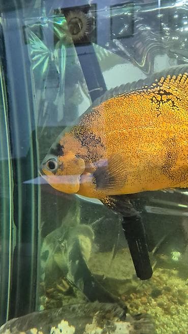 Животные: Астронотусы (Oscar, Astronotus ocellatus) — крупные декоративные — 5