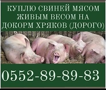 дорого: Продаю | Поросенок, Свинья (самка), Хряк (самец) | На забой — 6
