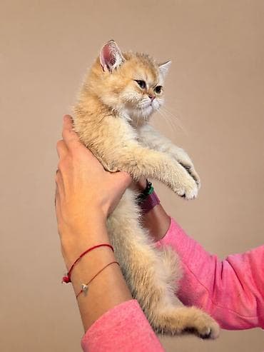 черепаховая кошка цена: Свободна Шикарная Британская девочка🧿 Международный ветеринарный — 2