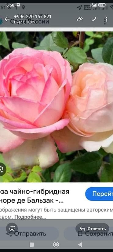 корни розы: Саженцы — 1