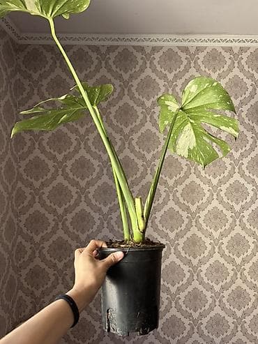 Монстеры: Монстера вариегатная (Monstera deliciosa variegata), взрослый — 3