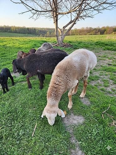 кошка токмок: Сатам | Кочкор (эркек) | Арашан — 3