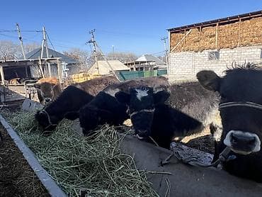 собаки сколько стоит: Продаю | Музоо, торпок | Ангус, Швицкая | На откорм — 4