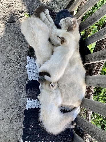 сөөл жан: В ОЧЕНЬ добрые руки отдаю 4 девочек котяток. Возраст 3 месяца — 7