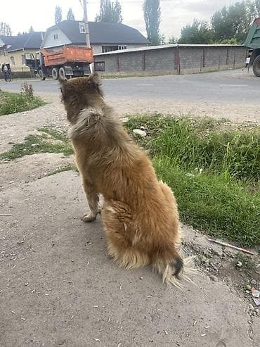 купить щенка кане корсо: Собака крупного размера, дворняга/метис пастушьих пород. Окрас рыжий с — 4