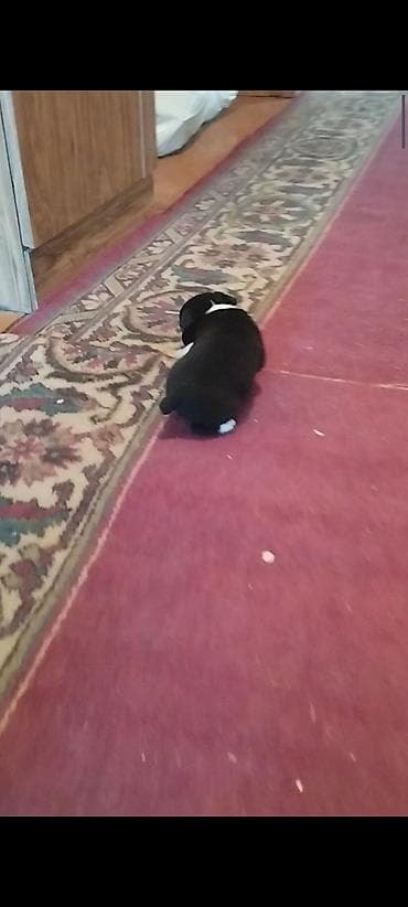 маленькие собаки: Готовы к продажи щенки Той терьера. Три мальчика и одна девочка — 5