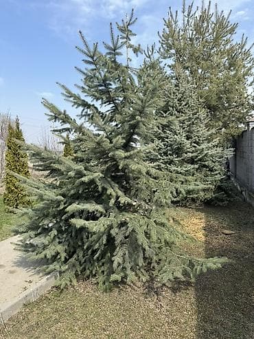уй емеректер: Ель голубая (Picea pungens, Blue Spruce) — декоративные крупномеры для — 4