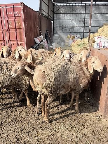 Продаю | Баран (самец) | Полукровка | Для разведения | Матка