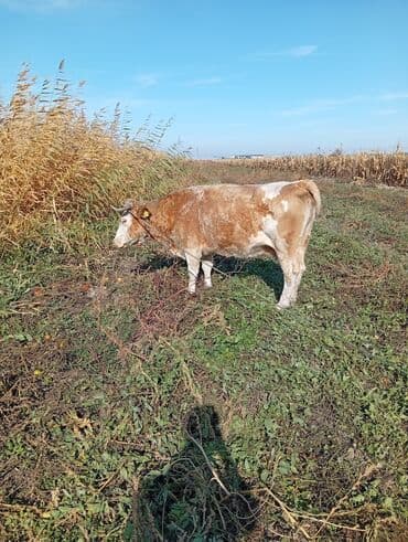 ящик под инструмент: Продаю | Корова (самка) | Для разведения | Привязанные — 4
