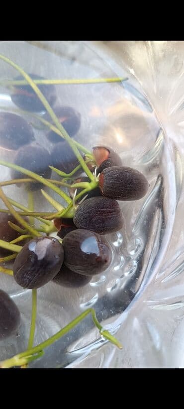 меняю с моей доплатой: Семена Лотоса. в наличии семена на последнем фото,таких пачек — 3