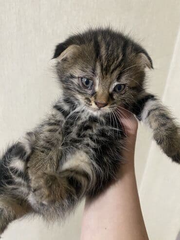 шотландская вислоухая кошка цена бишкек: Продаю котят вислоухие покровки ( метисы) окрас табби и — 4