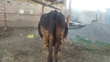 племенные коровы молочные купить: Продаю | Корова (самка) | Для молока | Привязанные — 5