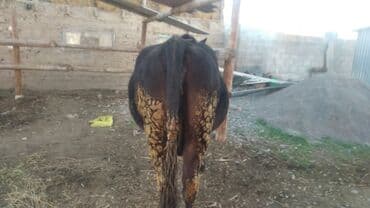 дойних коров: Продаю | Корова (самка) | Швицкая | Для молока | Стельные — 1