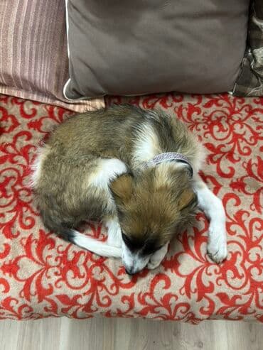 собаку объявления купить: Ит бекер берилет: Жөнөкөй ит, 3 айлык, Ургаачы, Эмделген — 2